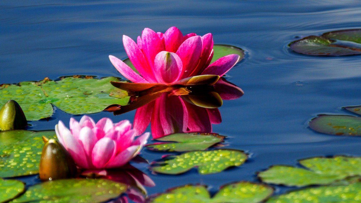 Lily Pad HD Wallpaper and Background Image