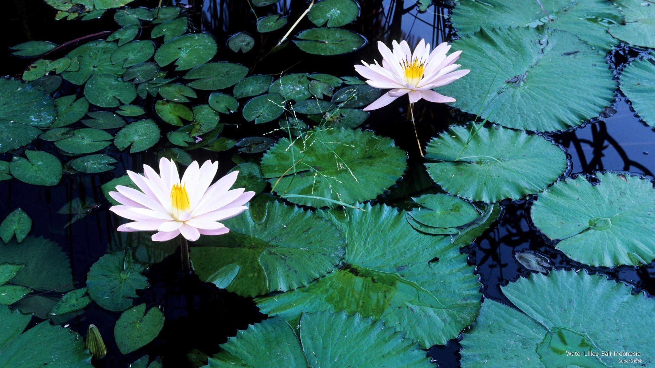 nature, flowers, lilies, lily pads, water lilies, white, wallpaper