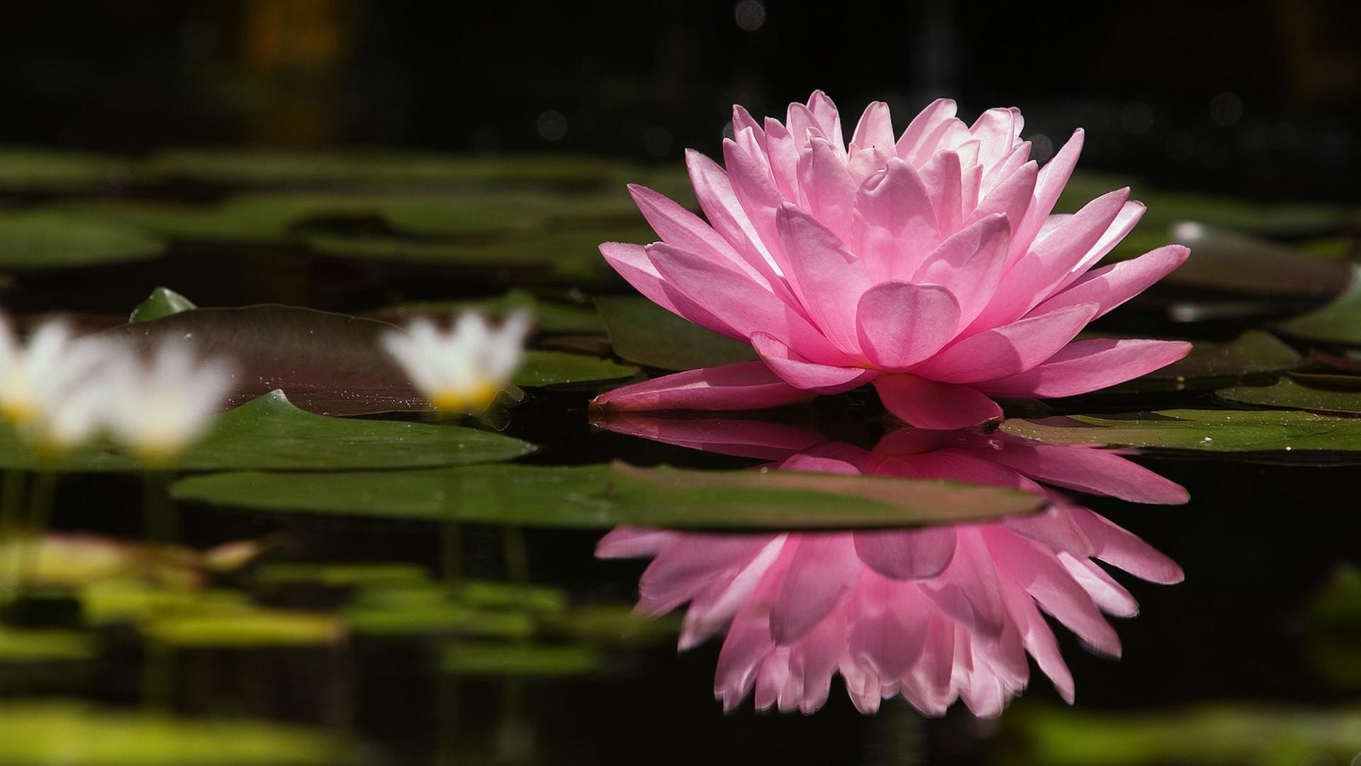 Lily pads water lilies reflections pink flowers wallpaper