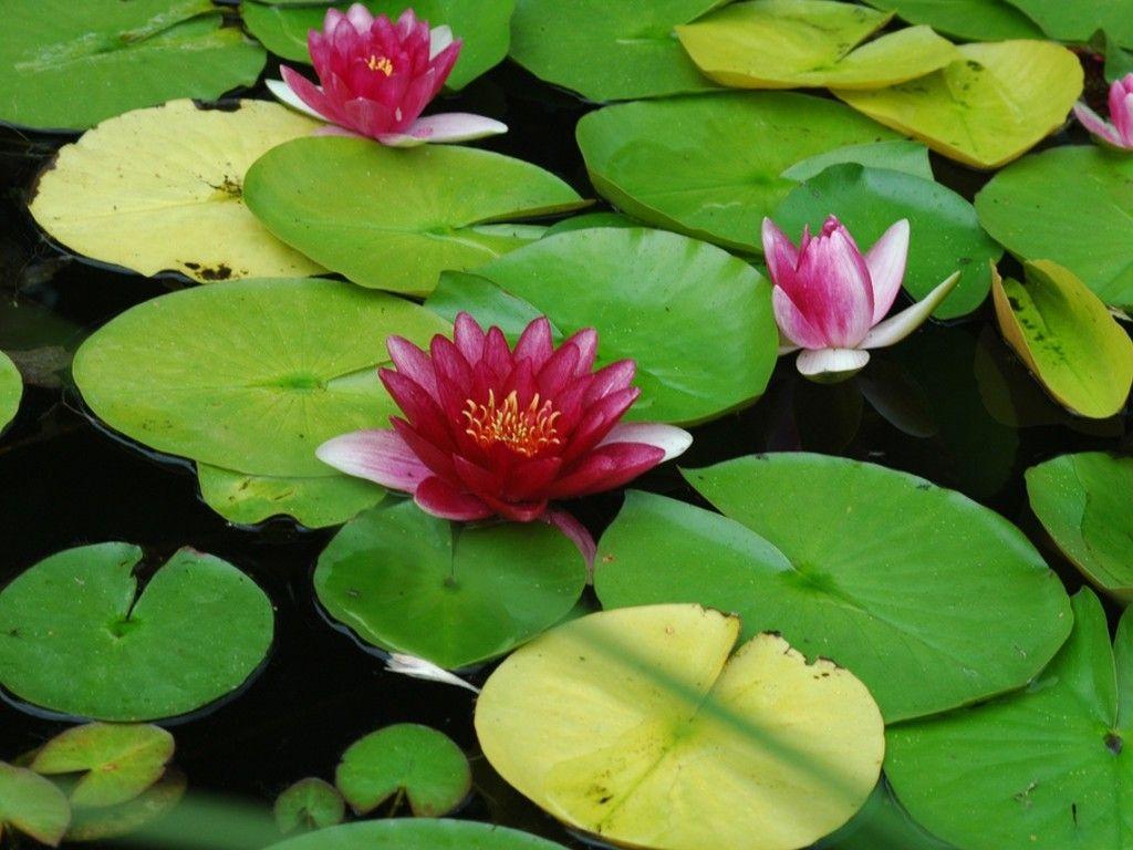 Lily pad wallpaper Gallery