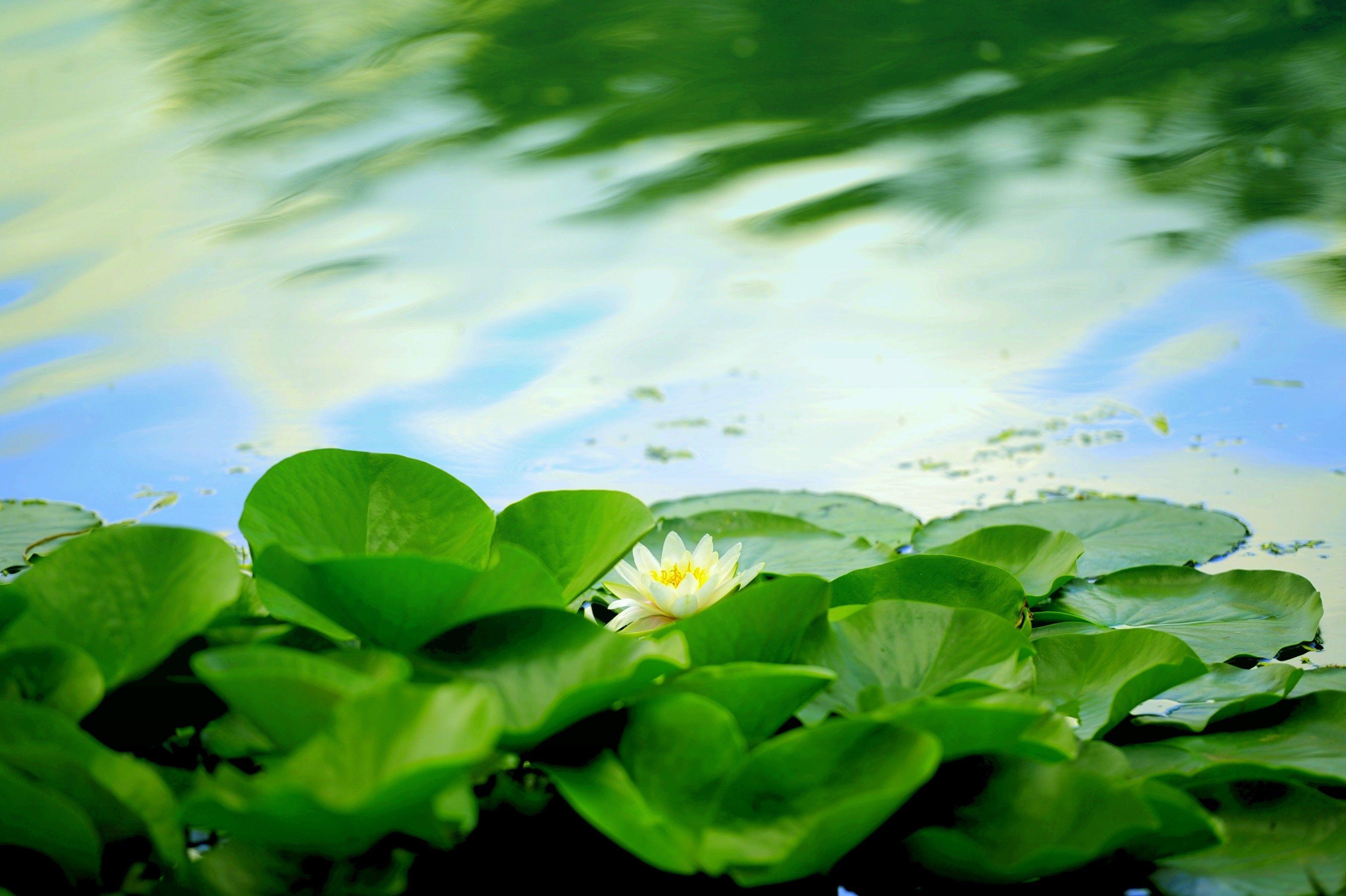 Flower: WATER LILY Pads Spring Pond Nature Wallpaper Flower