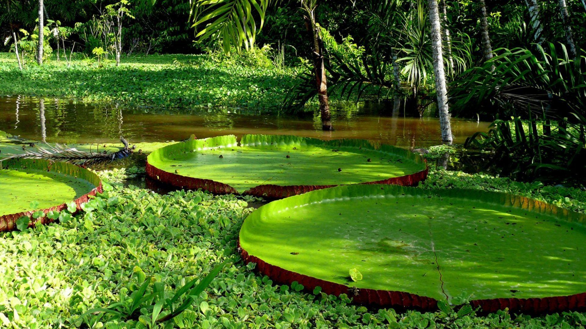 Giant Lily Pads. HD Nature Wallpaper for Mobile and Desktop