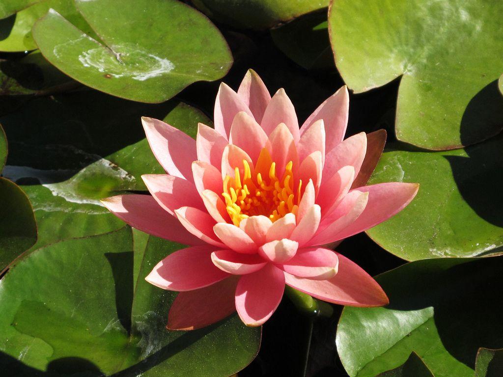 Lotus Blossom on Lily Pads
