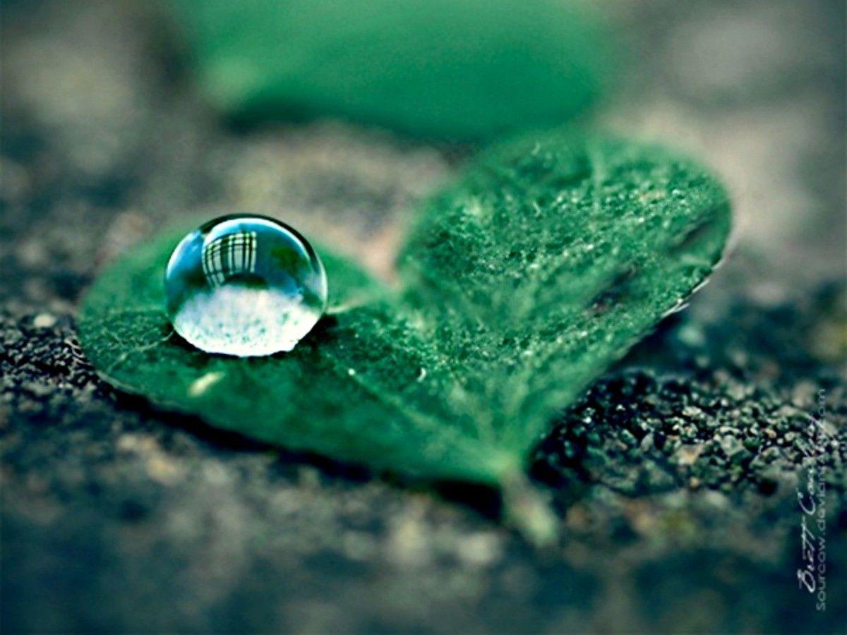 Forest Drop Upond Heart Water Nature Close Up Cute Cool Leaf Spring