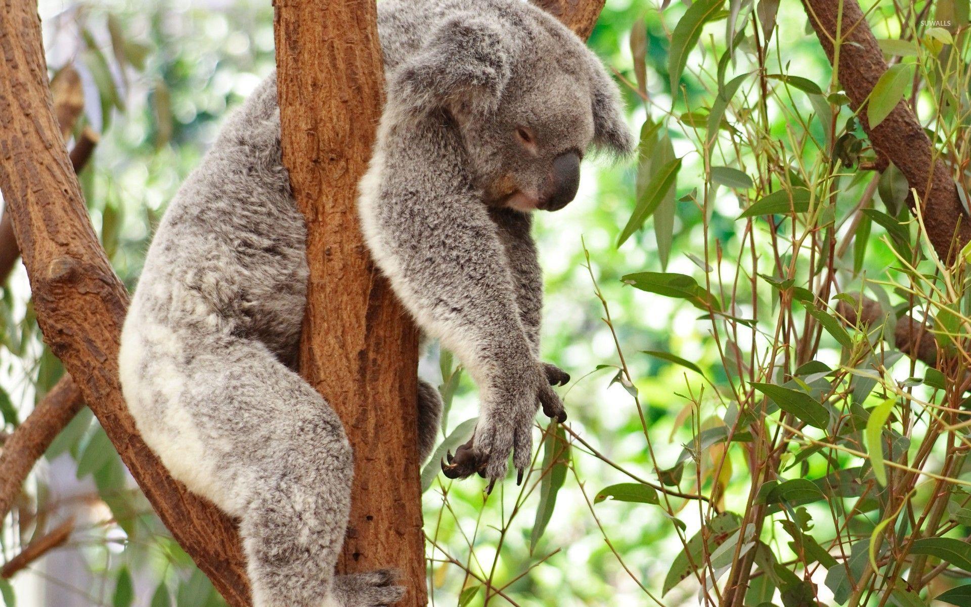 Koala [3] wallpaper wallpaper