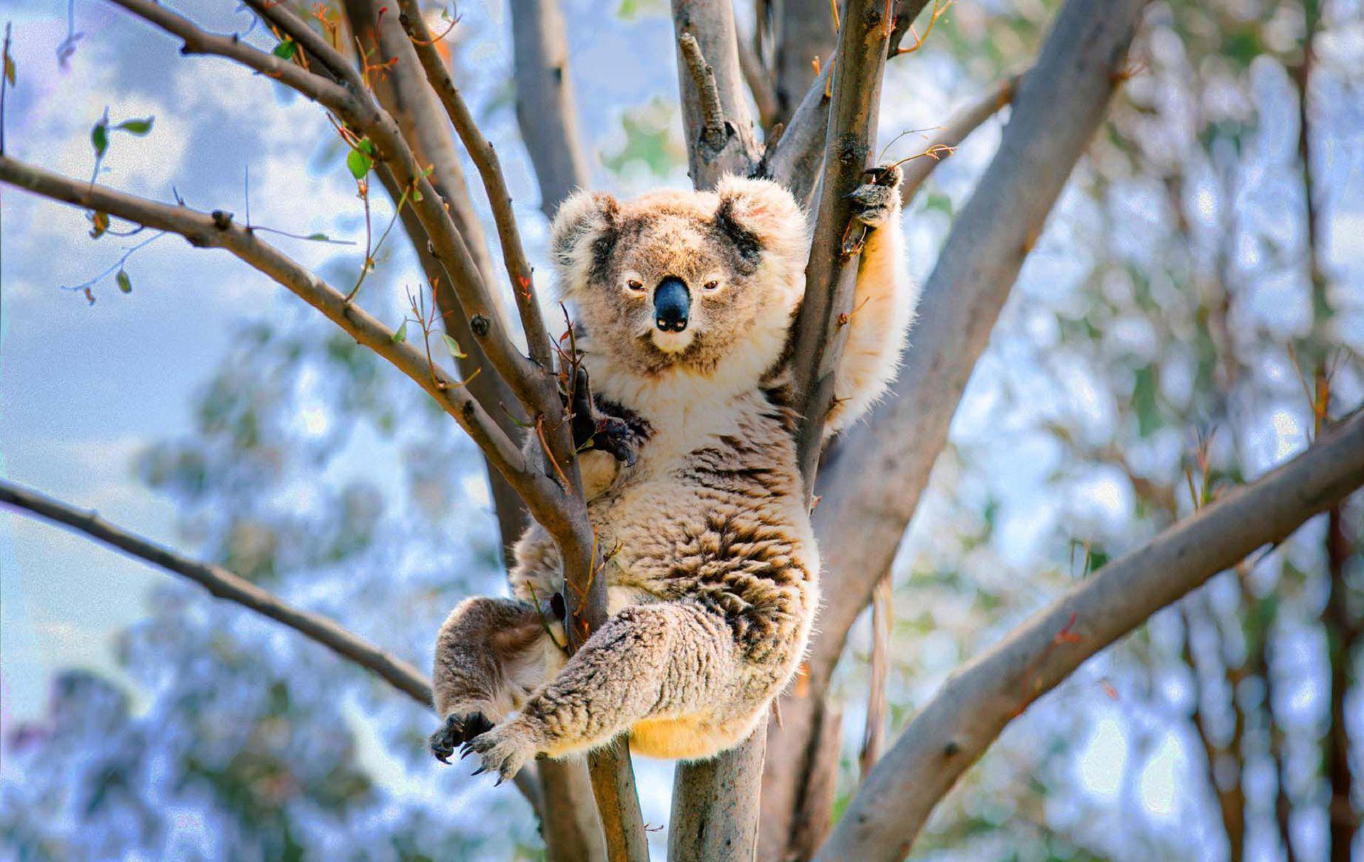 Koala Wallpaper HD 27873