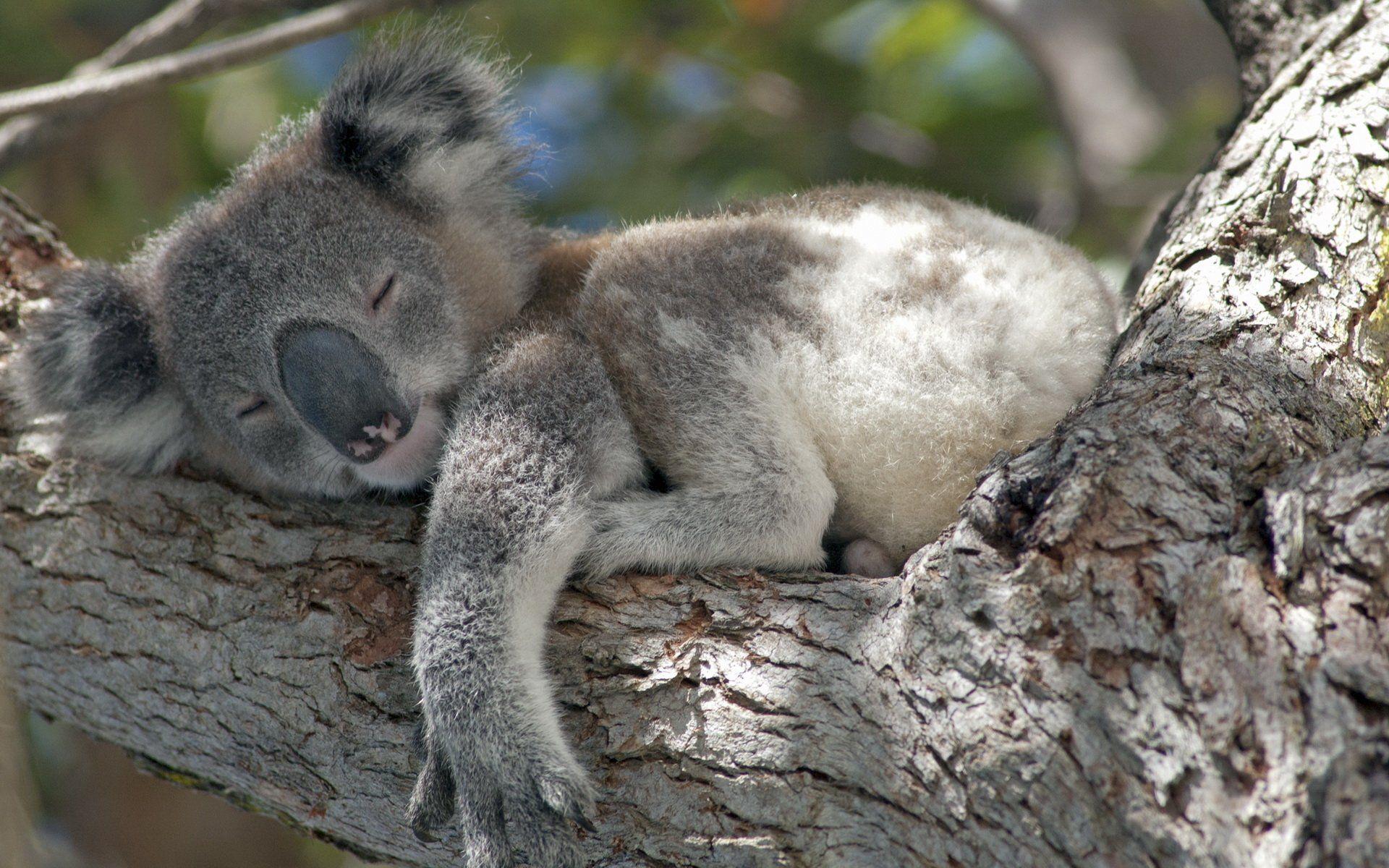 Koala Full HD Wallpaper and Background Imagex1200