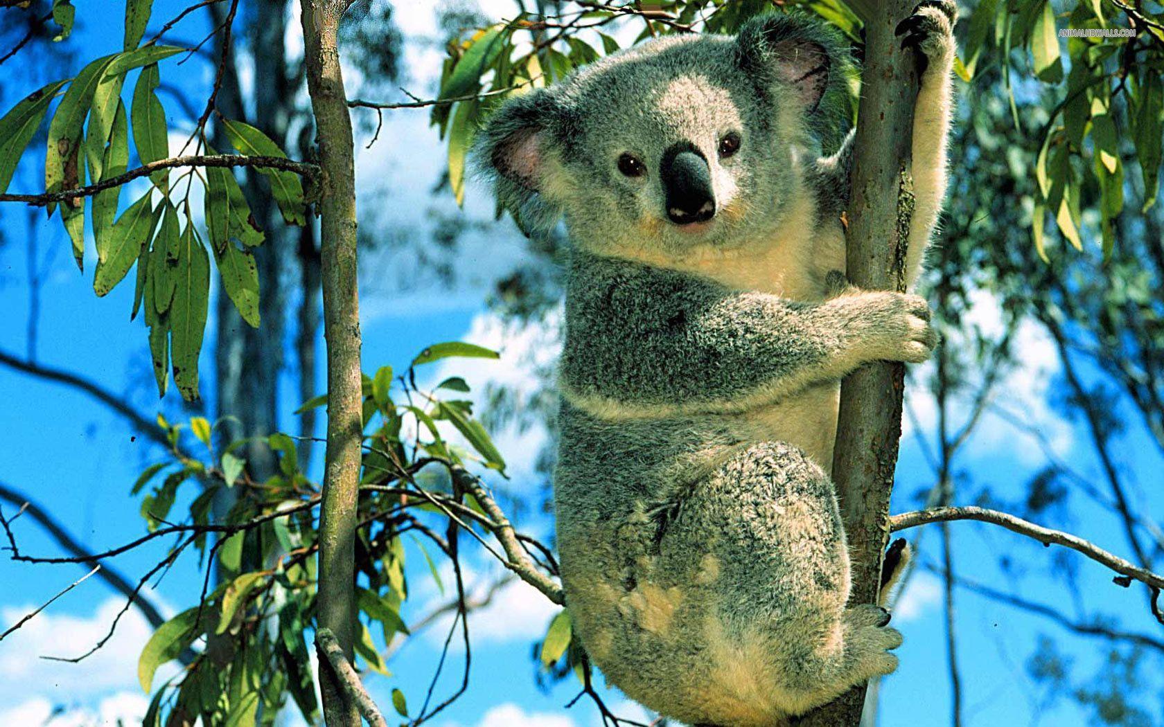 Koala Picture Wallpaper, Koala Picture Full HQ Definition Quality