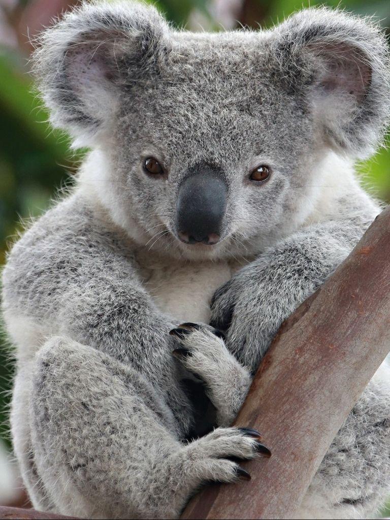 Animal Koala (768x1024) Wallpaper