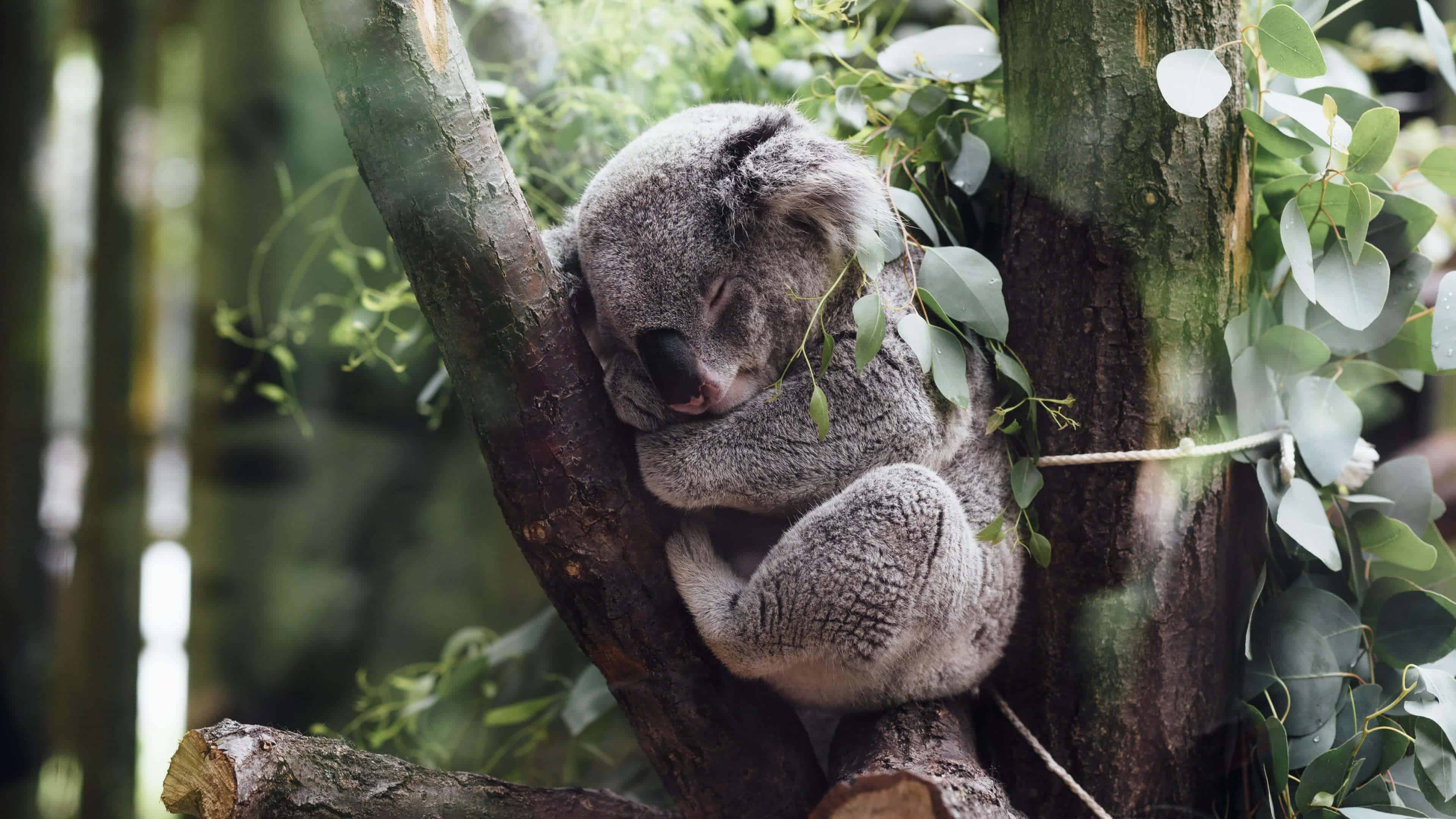 Koala Sleeping In A Tree UHD 4K Wallpaper