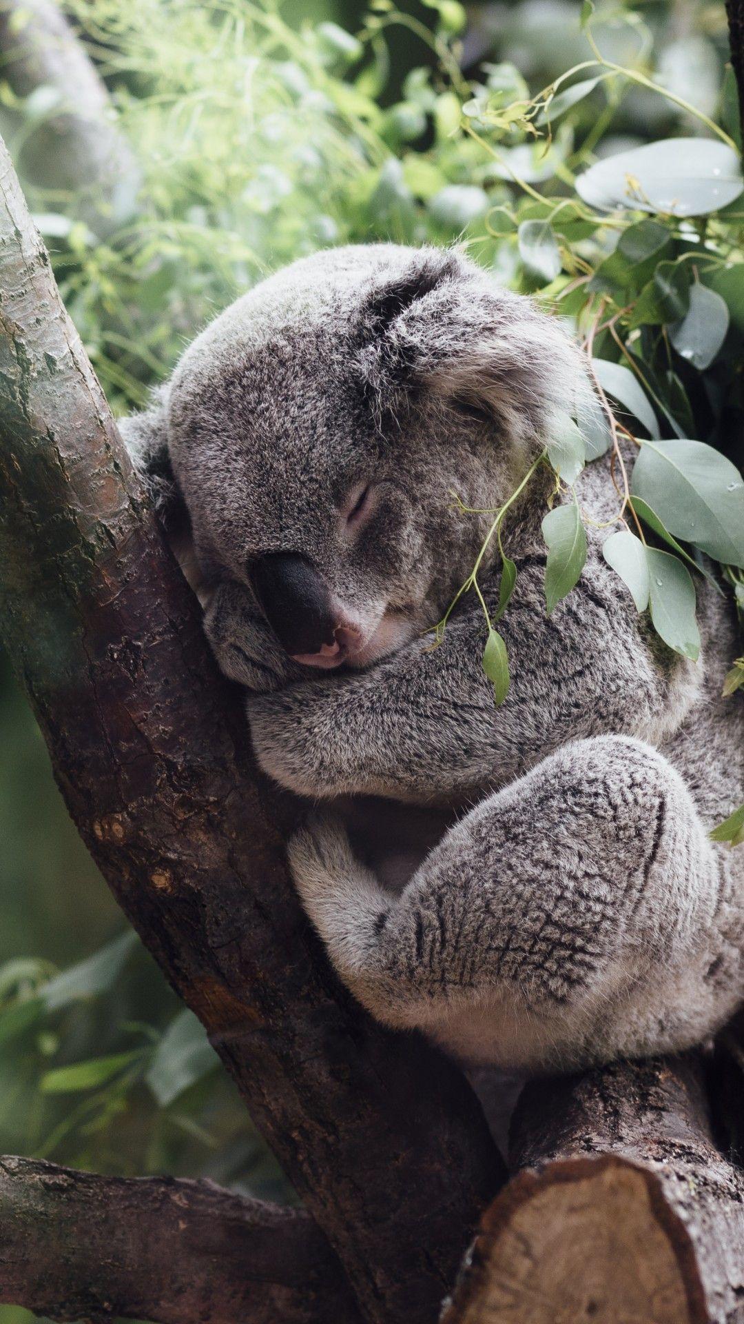 Download 1080x1920 Koala, Tree, Sleeping, Leaves, Branches