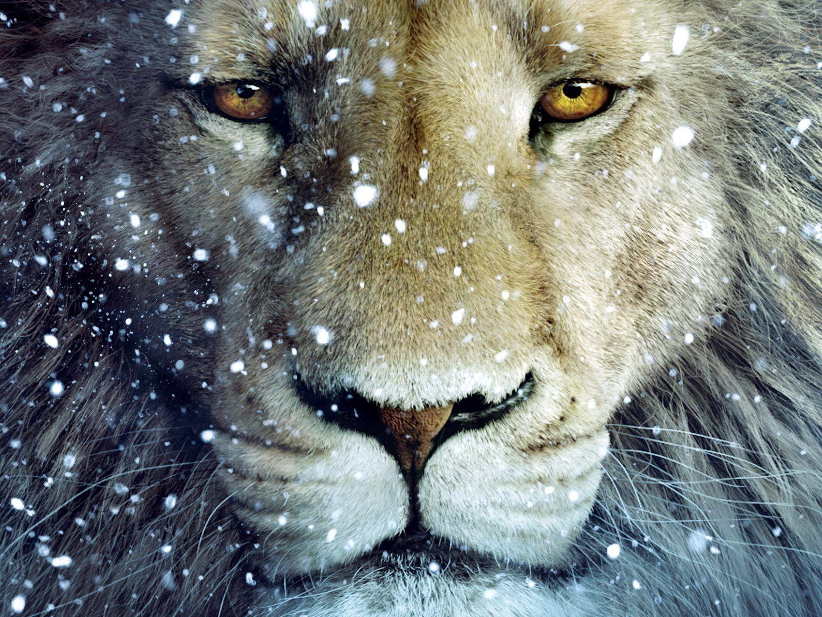 Narnia The Lion The Witch and The Wardrobe Aslan HD Wallpaper