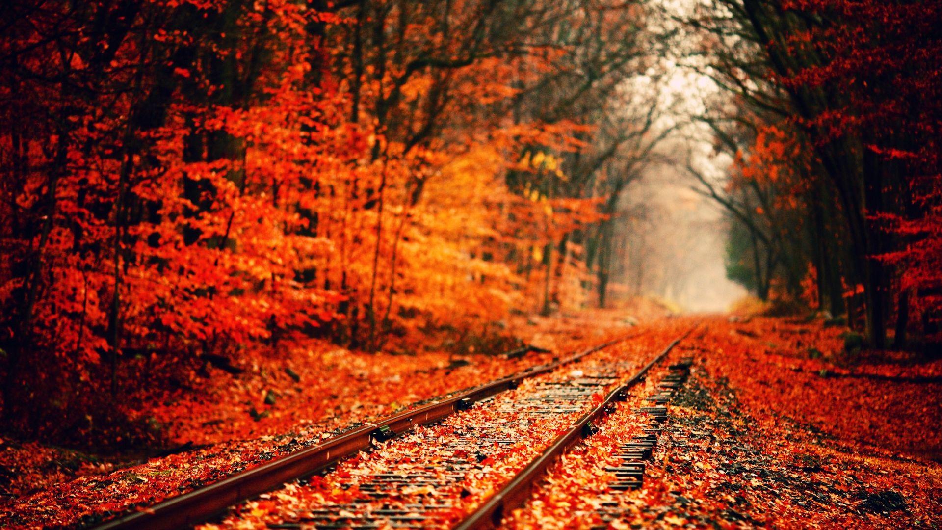 Fall Wallpaper HD