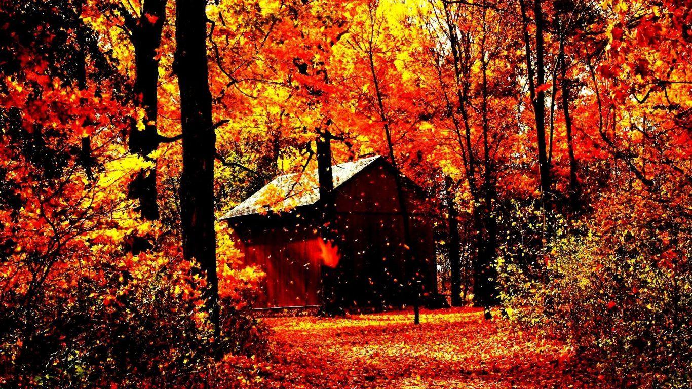 Trees: Fall Tree Leaves Landscape Autumn Nature Forest Beautiful