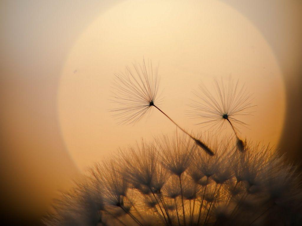 farewell. yellow sun nature background