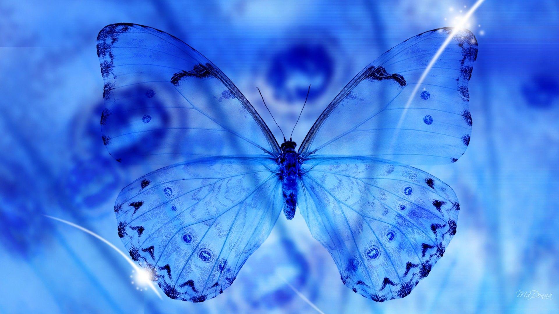Blue Butterfly Transparent Wings Wallpaper