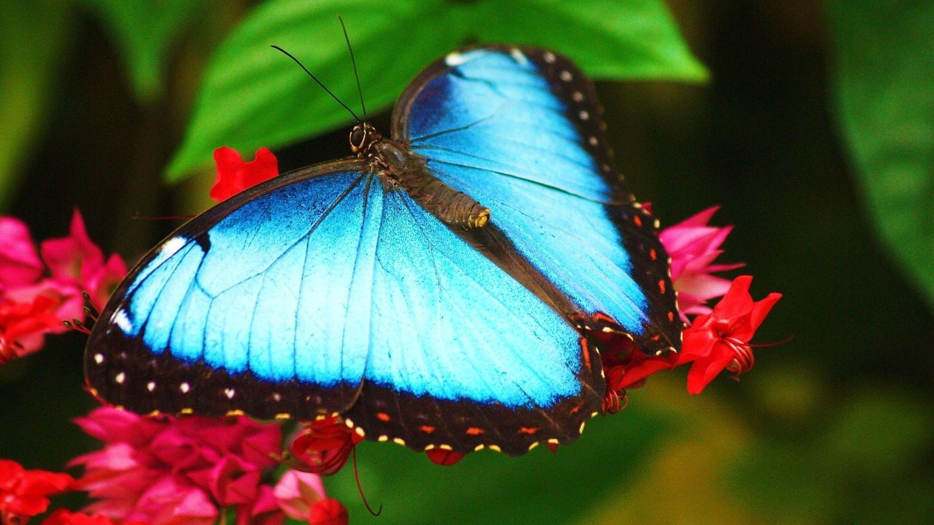 Animals, Animals Beautiful Blue Butterfly HD Wallpaper Unique