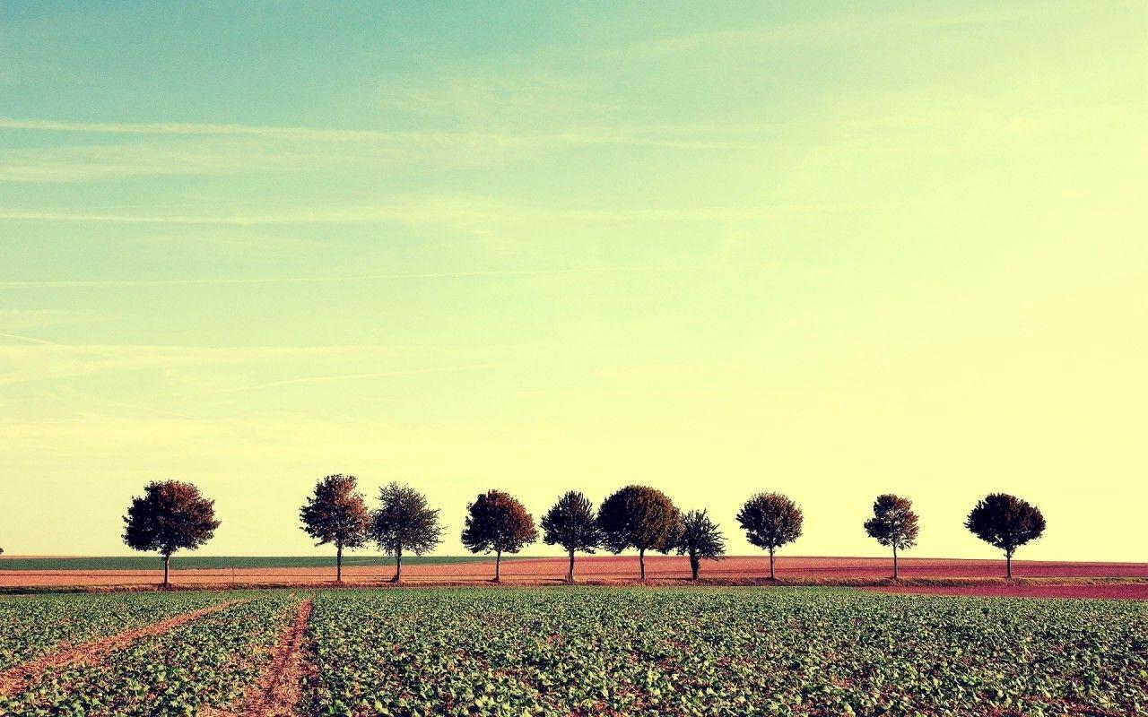 AgriCulture Fields & Trees wallpaper. AgriCulture Fields & Trees