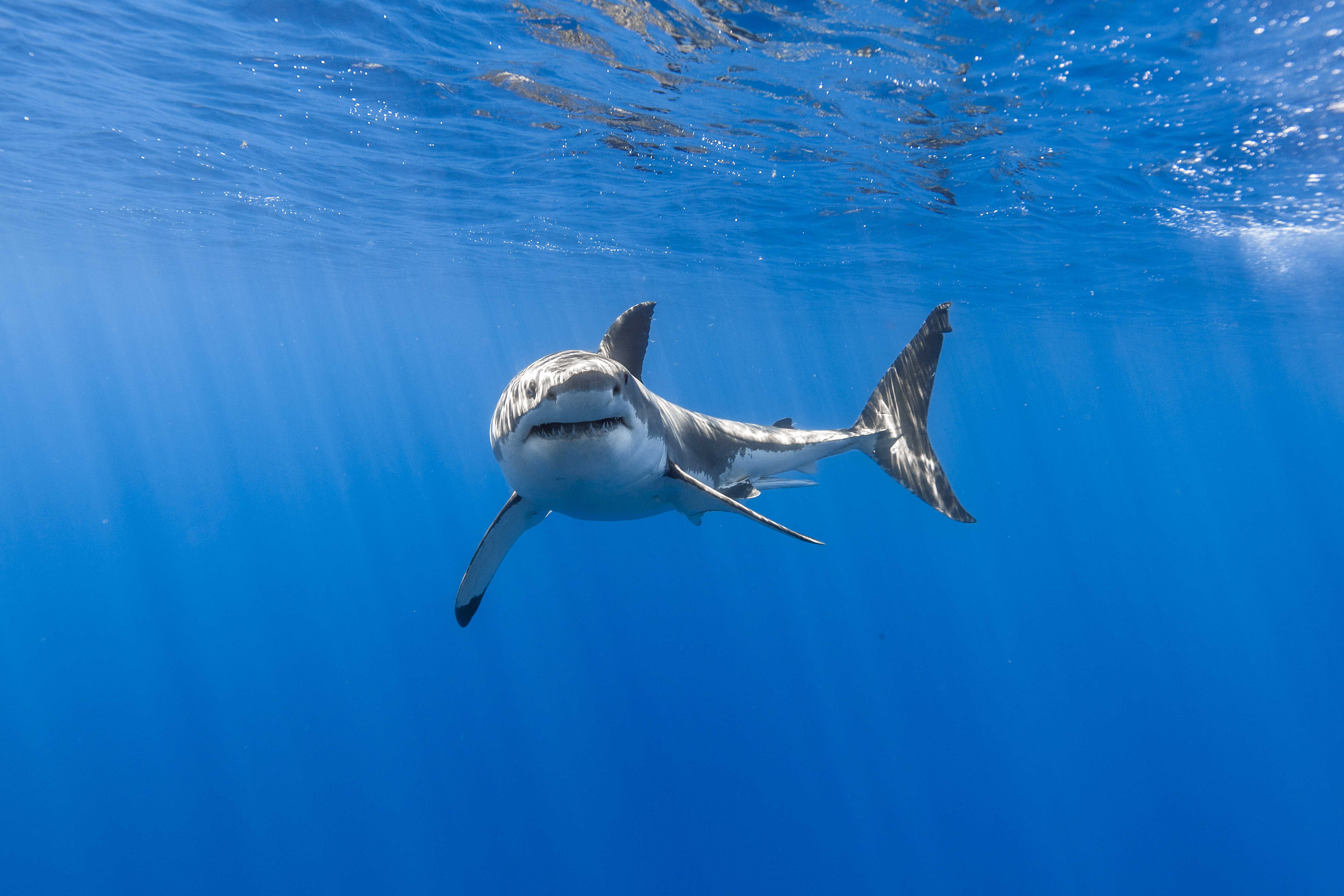Photos Of Wallpaper Great White Shark Underwater HD Animals Pics