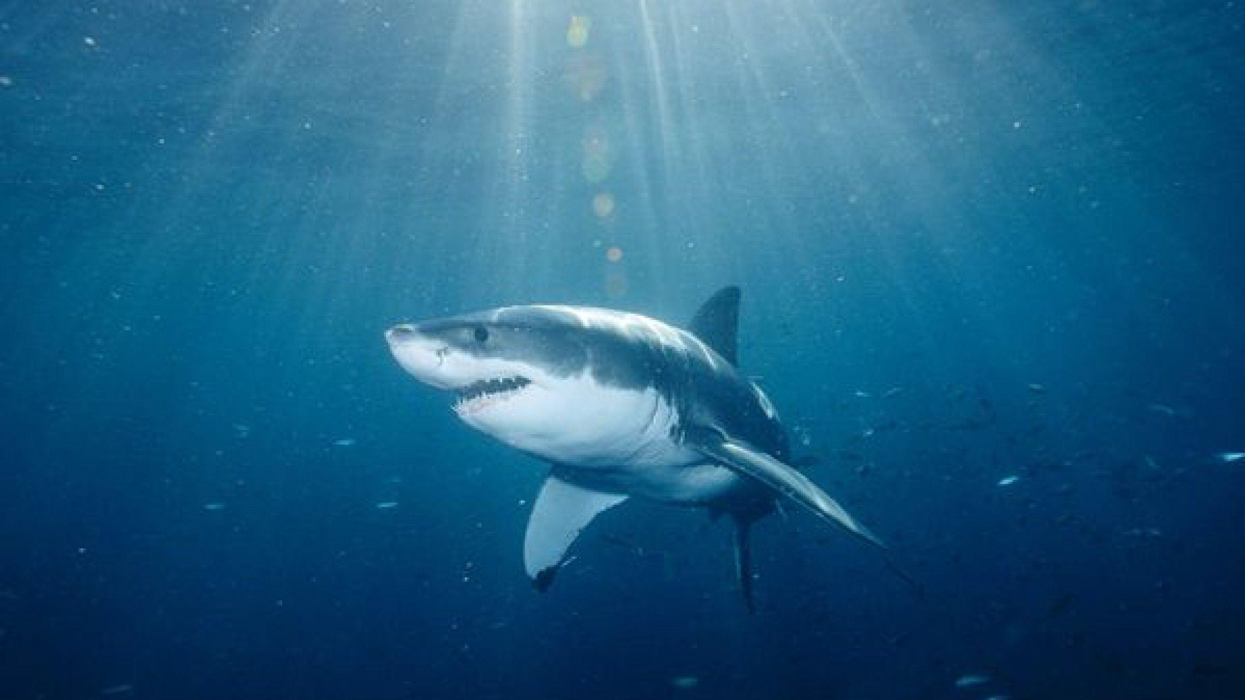 Shark HD Wallpaper. Beautiful image HD Picture & Desktop Wallpaper