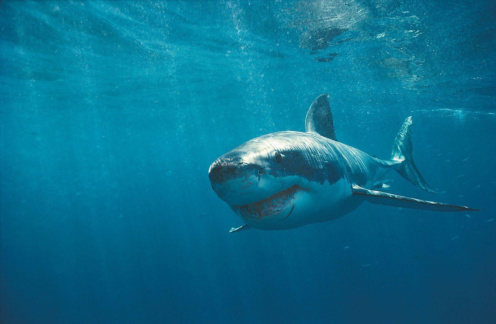 Shark HD Wallpaper. Background. Image