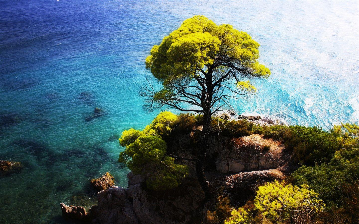 The Blue Sea Side Stands A Tree On The Cliff Wallpaper 1440x900