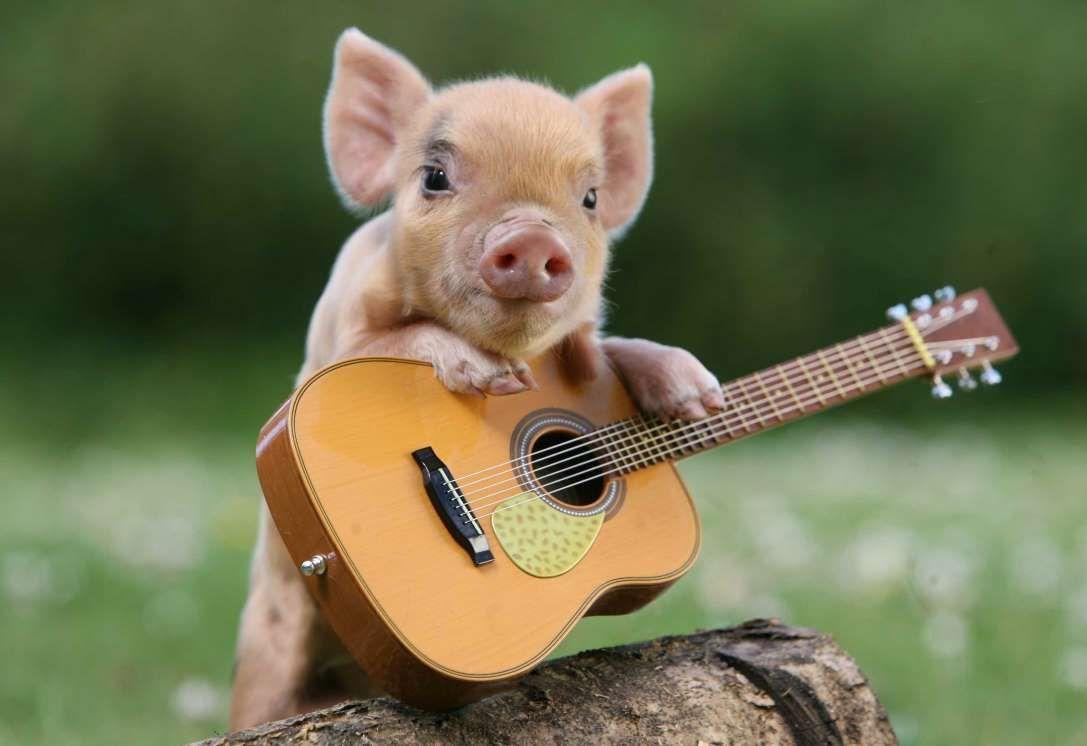 Pennywell Farm Miniature Pig With A Guitar Austin REX