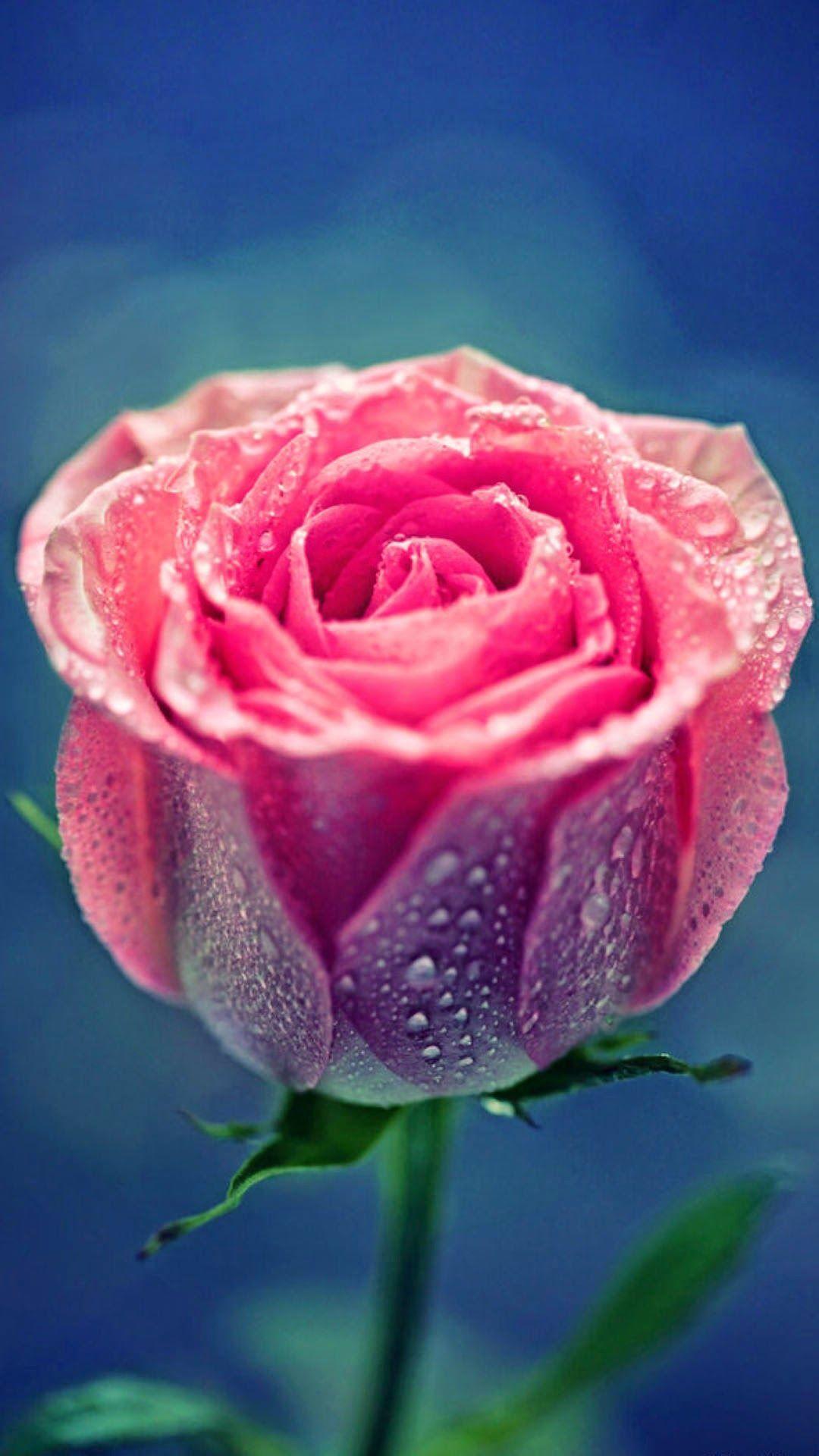 Pink Rose Dew Close Up iPhone 6 Plus HD Wallpaper. Phone Wallpaper