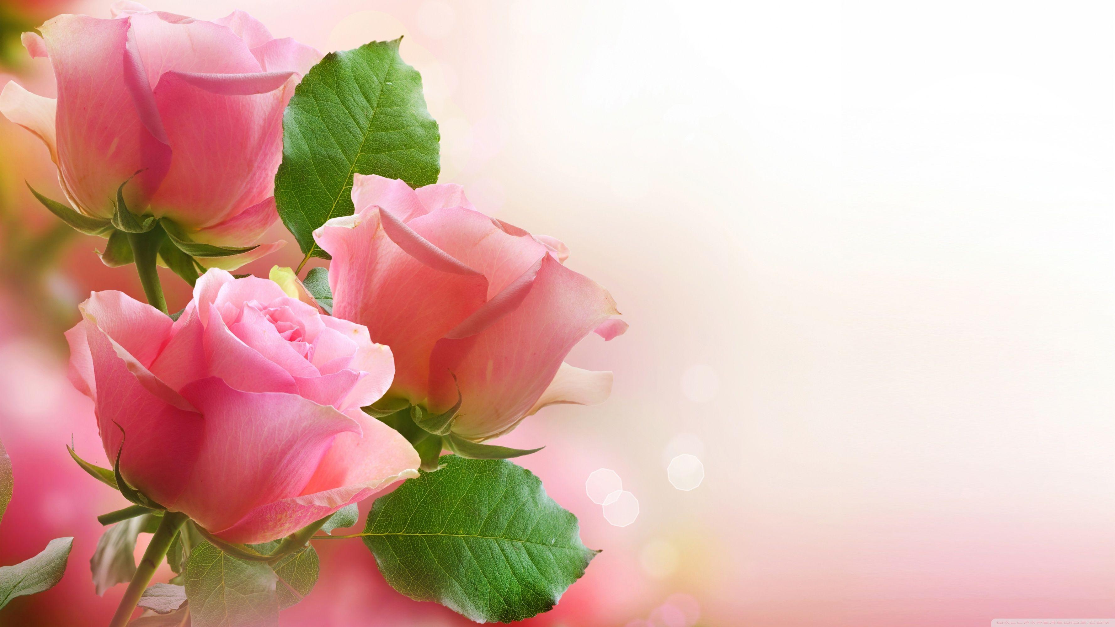 Light Pink Roses ❤ 4K HD Desktop Wallpaper for 4K Ultra HD TV
