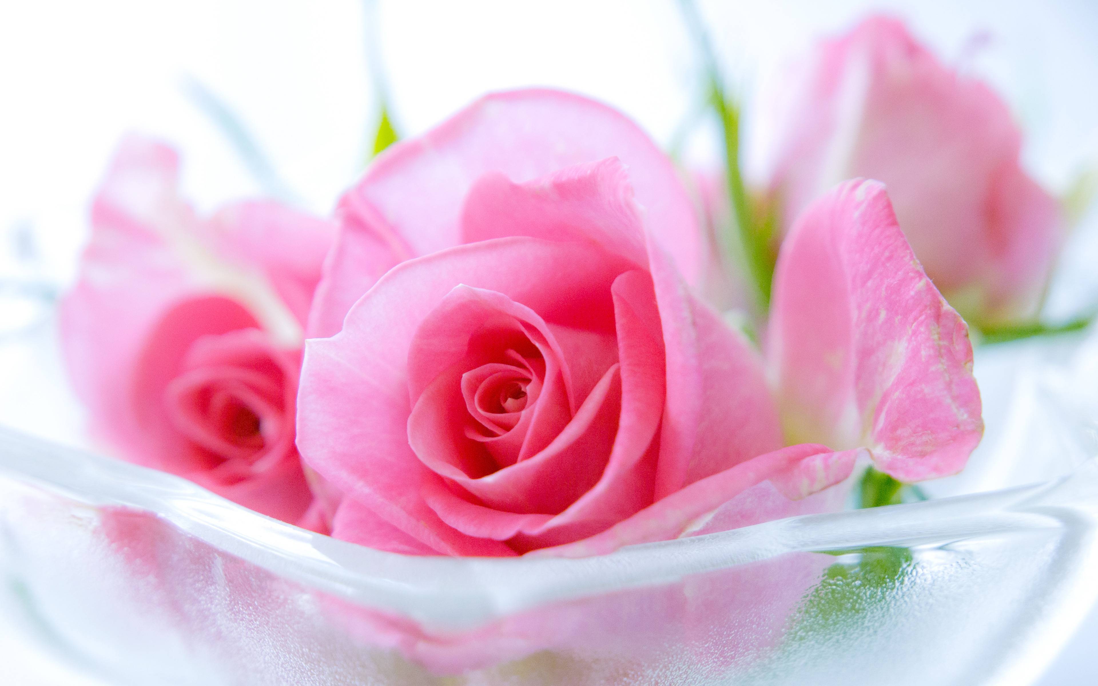 Pink Rose Picture download free