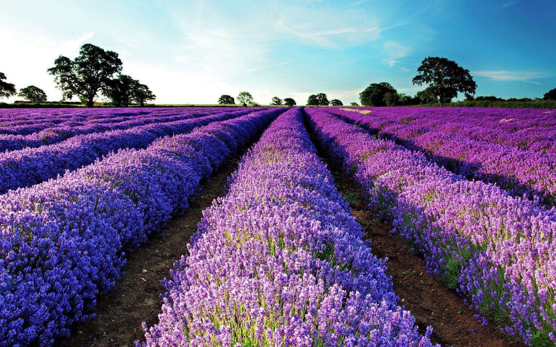 Lavender Fields In France HD Lavender Fields In France