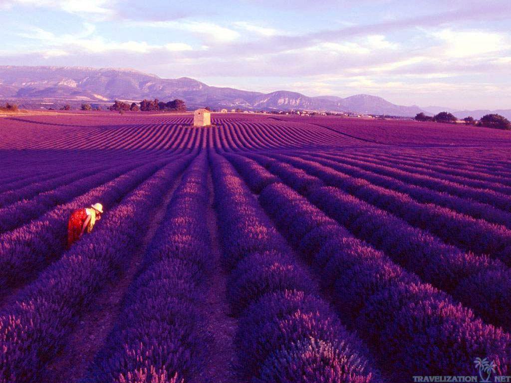 Travel Monday's: Lavender Fields in Provence, France1966 Magazine