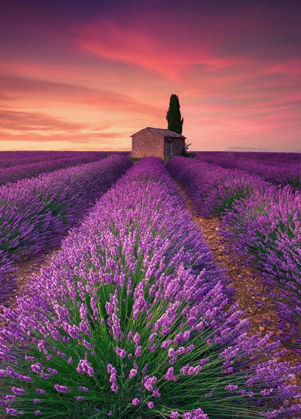 Lavender Field (France) by Eric Rousset Flowers