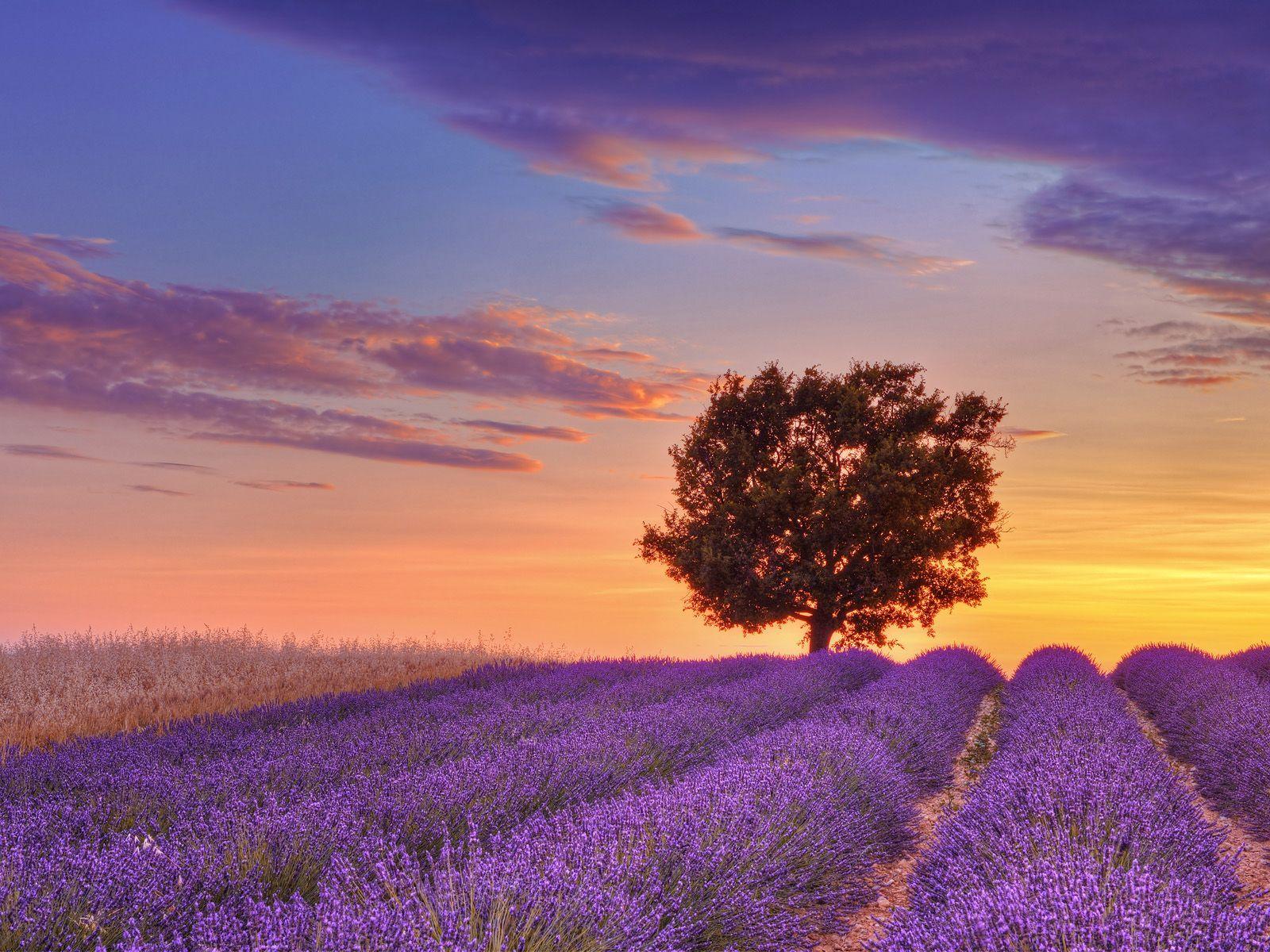 English Lavender Field and Lone Tree, Provence, France. Growing