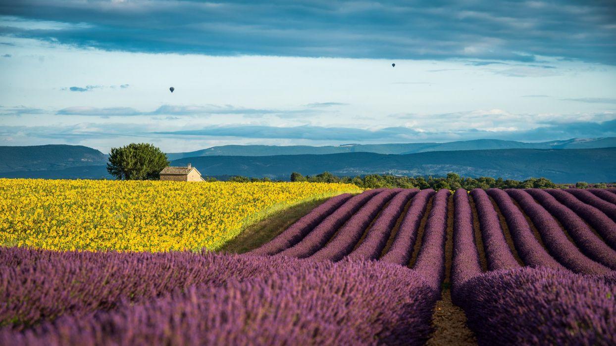 Lavender France Provence field wallpaperx1152
