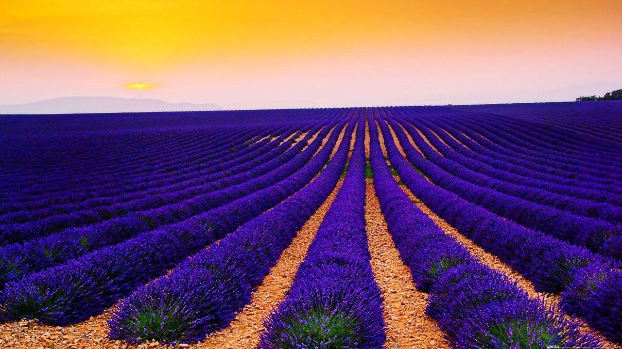 Wallpaper Lavender Fields, Sunset, Landscape, Valensole, France, 4K