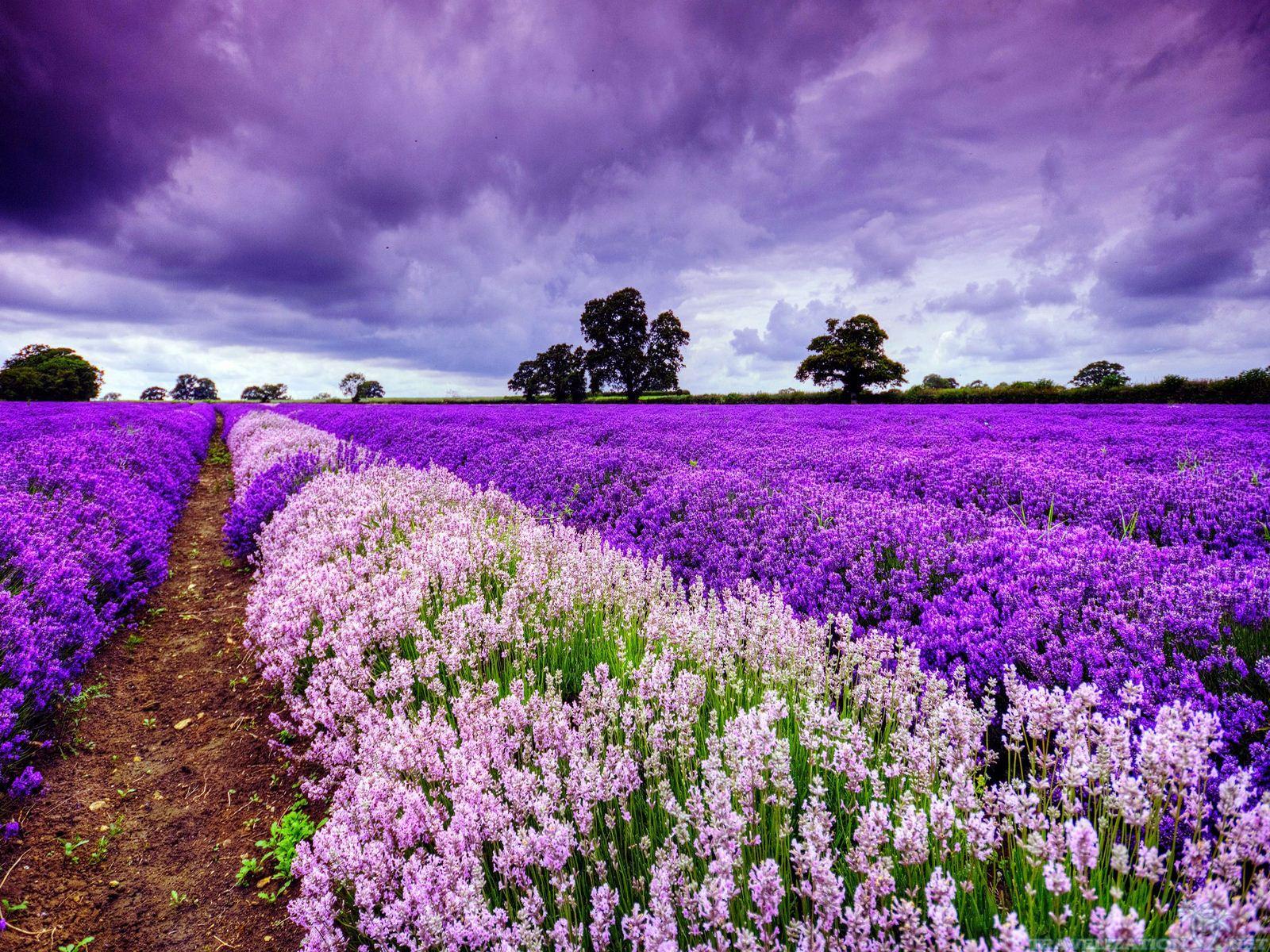 Colorful Vacations, France, Europe, Lavender Fields in bloom