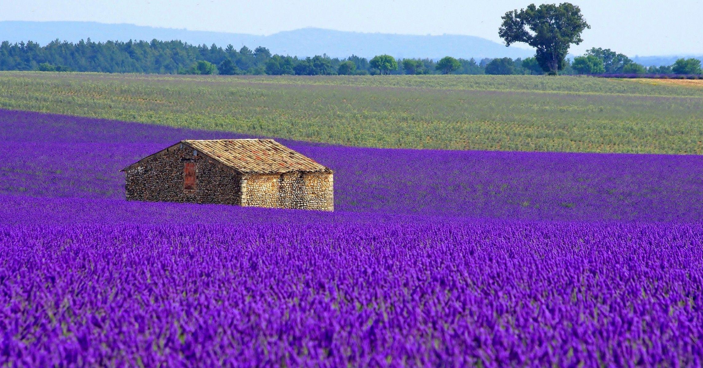 Fields: Peisaj Provence Lavender Summer Field Purple House Landscape