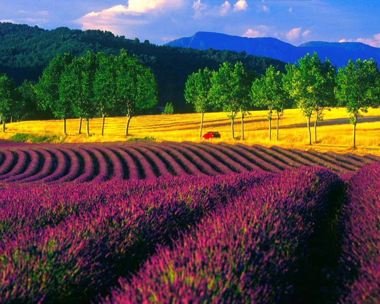 Field: Lavender Field France Mountains Trees Nature Flower Yellow