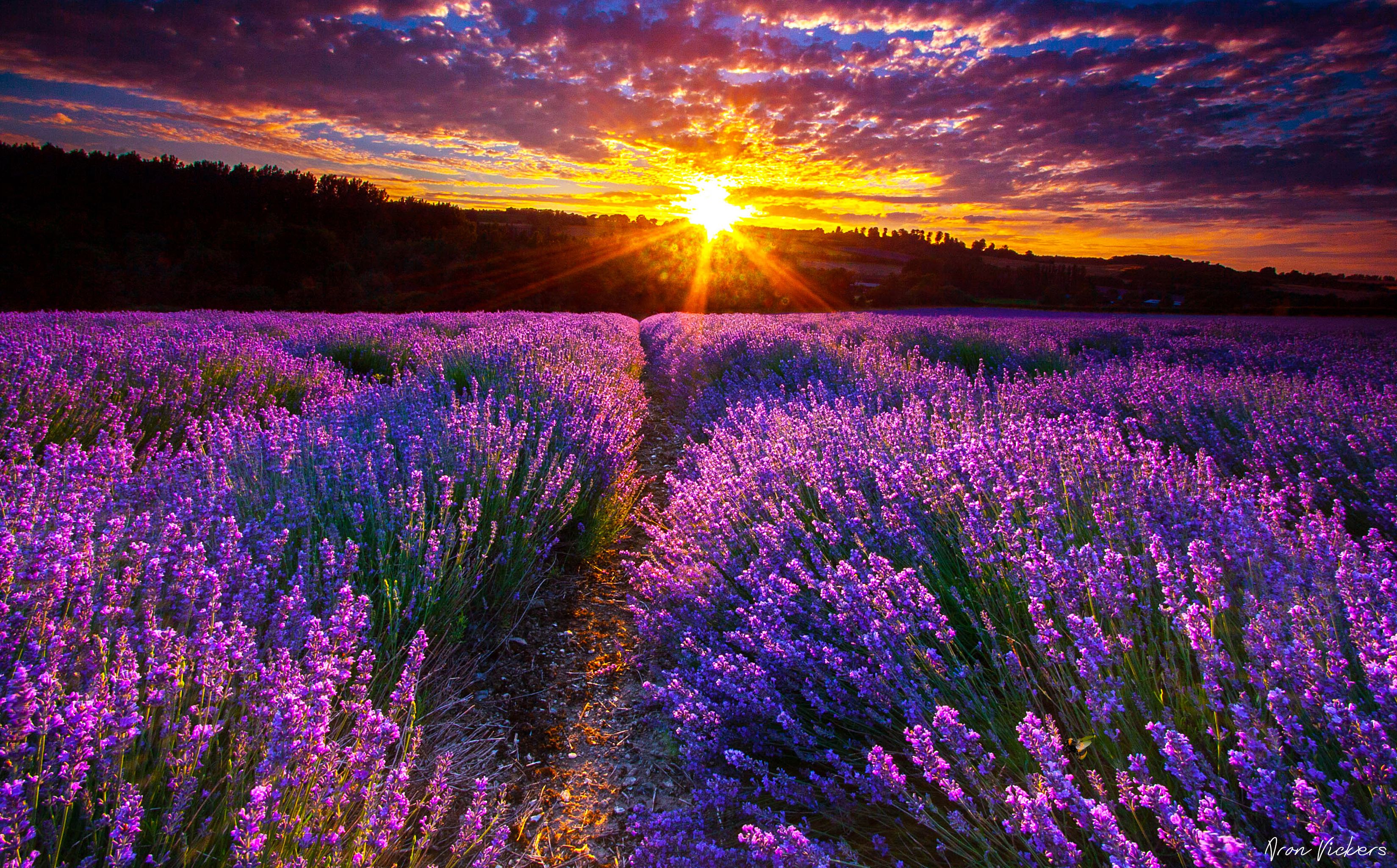 Lavender Fields Hd Wallpapers Sunset Wallpaper Most Beautiful | My XXX ...