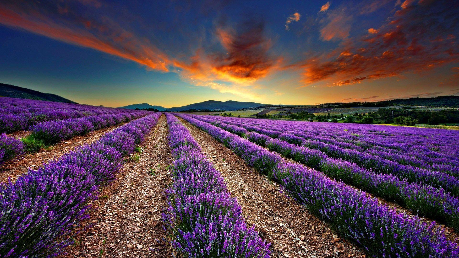super lavender wallpaper