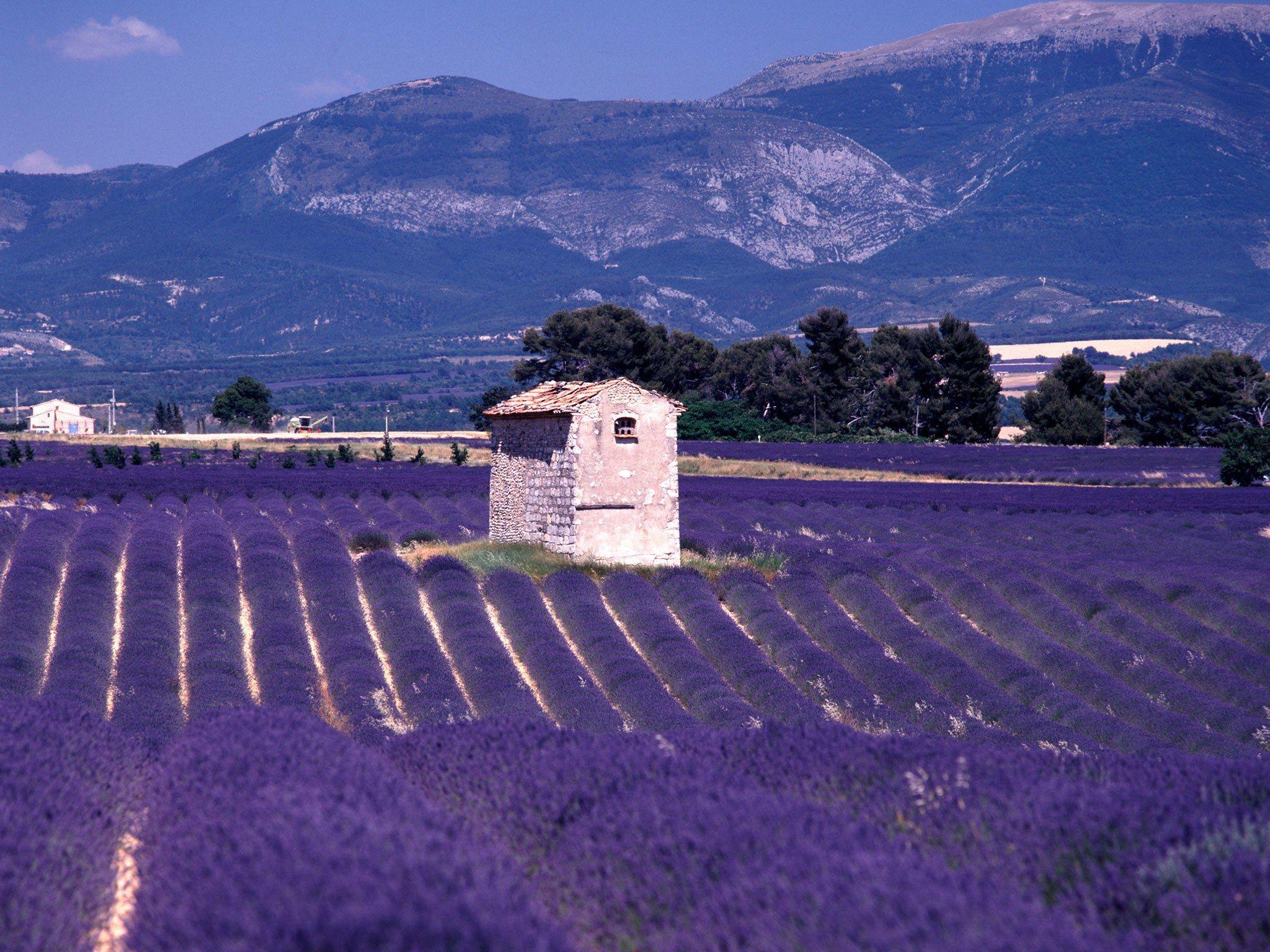 From the Fields of Provence to Your Home: 4 Amazing Skin Benefits