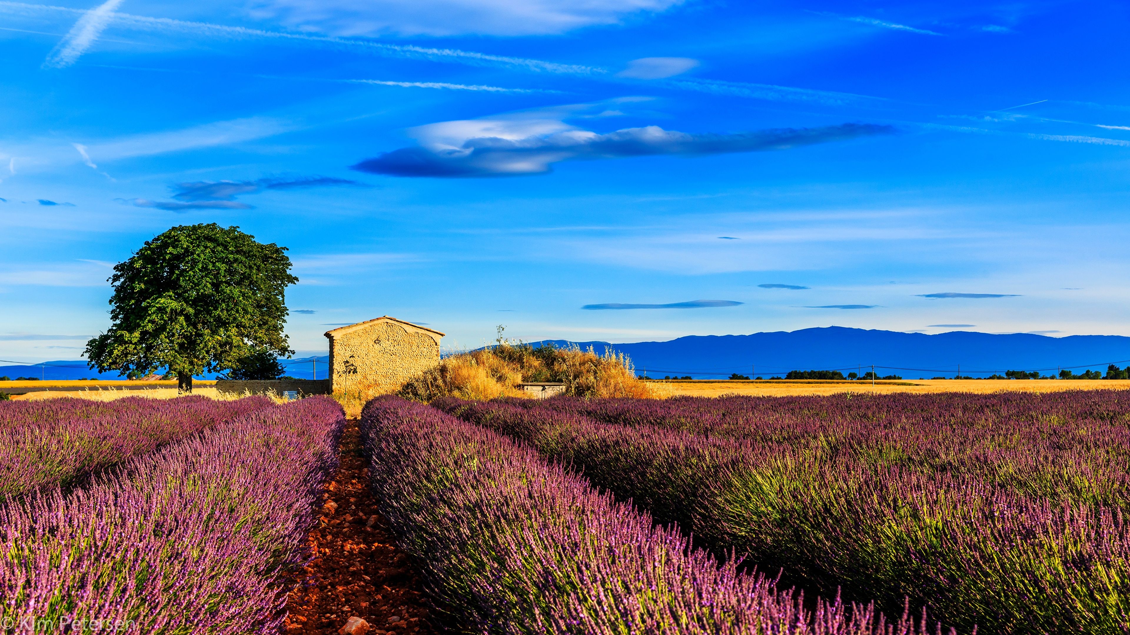 Picture Provence France Nature Sky Fields lavender 3840x2160