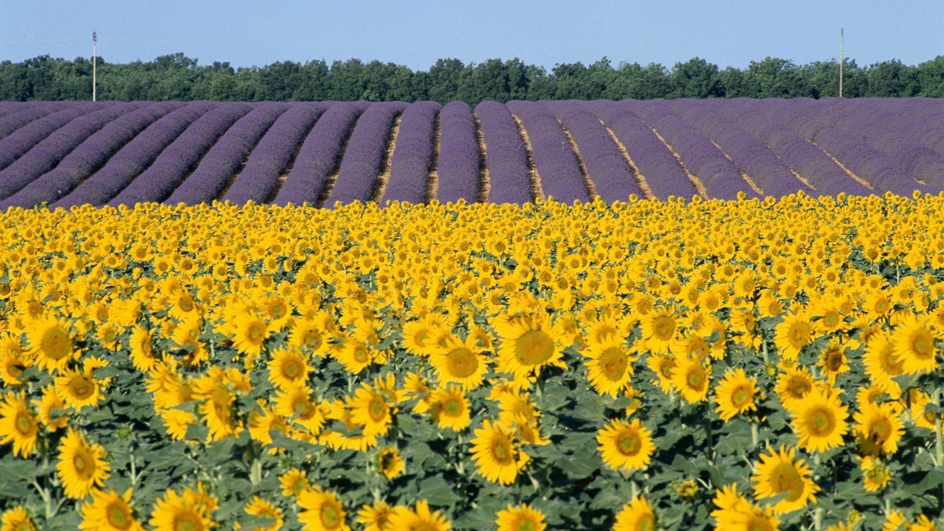 sunflowers. Field of sunflowers wallpaper. Wallpaper To You