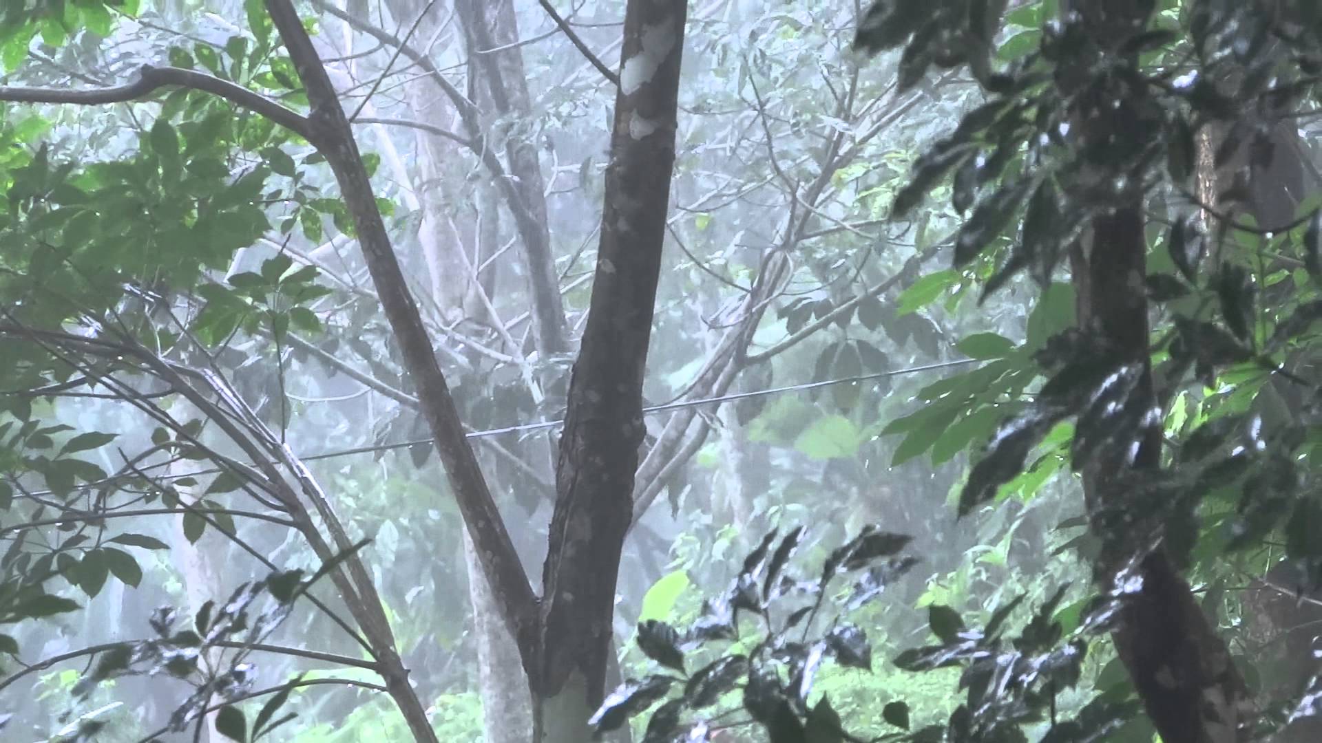 Rain at Kerala min Natural Rain Beauty