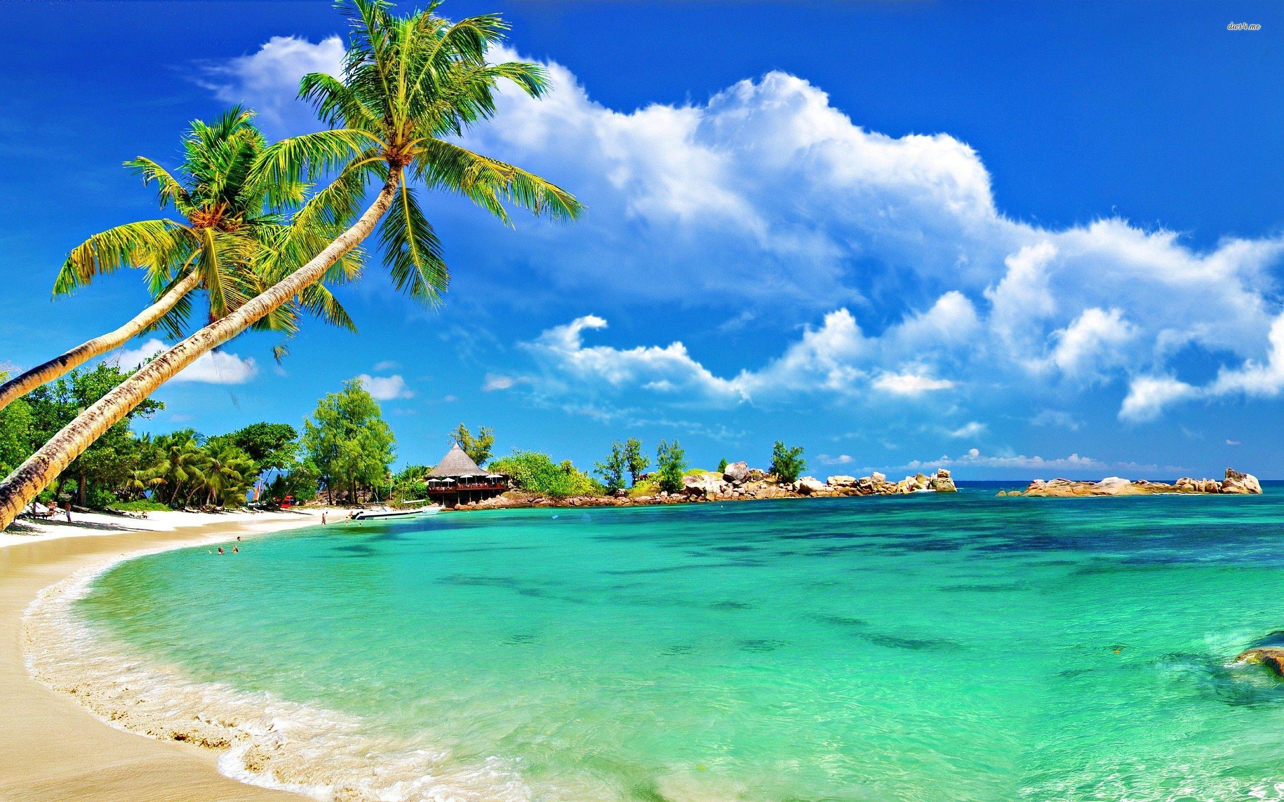 Tropical Desktop Background