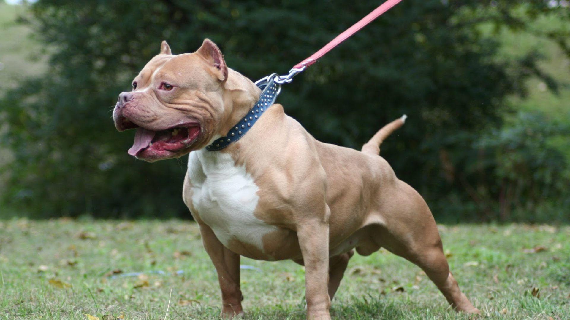 Fondo de escritorio de perro pitbull - Fondos de