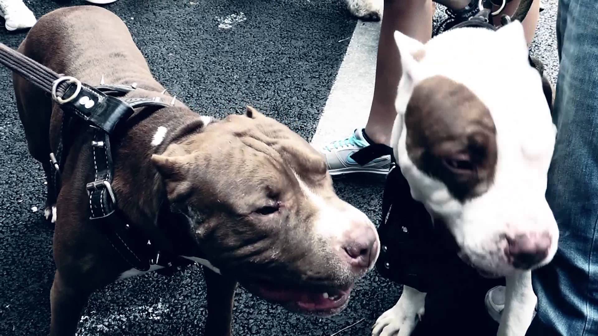 # Dos perros pitbull sedientos [Efecto], Desfile de mascotas