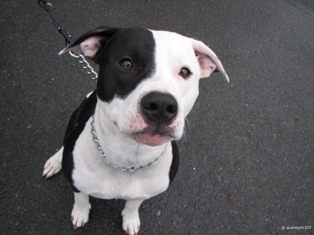 Pitbull Dogs Wallpaper. Pitbull Dogs Fondos De Pantalla Perros