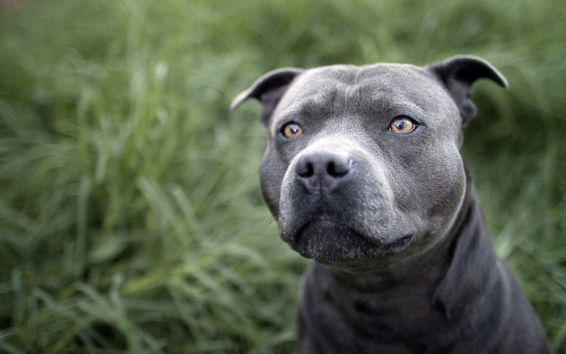 Pitbull Wallpaper